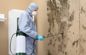 Environmental Consulting for Mold Prevention in Marion, WI